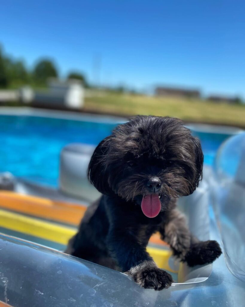 Dog on a float in a pool for employee spotlight